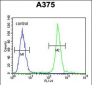ARL8A Antibody (Center)